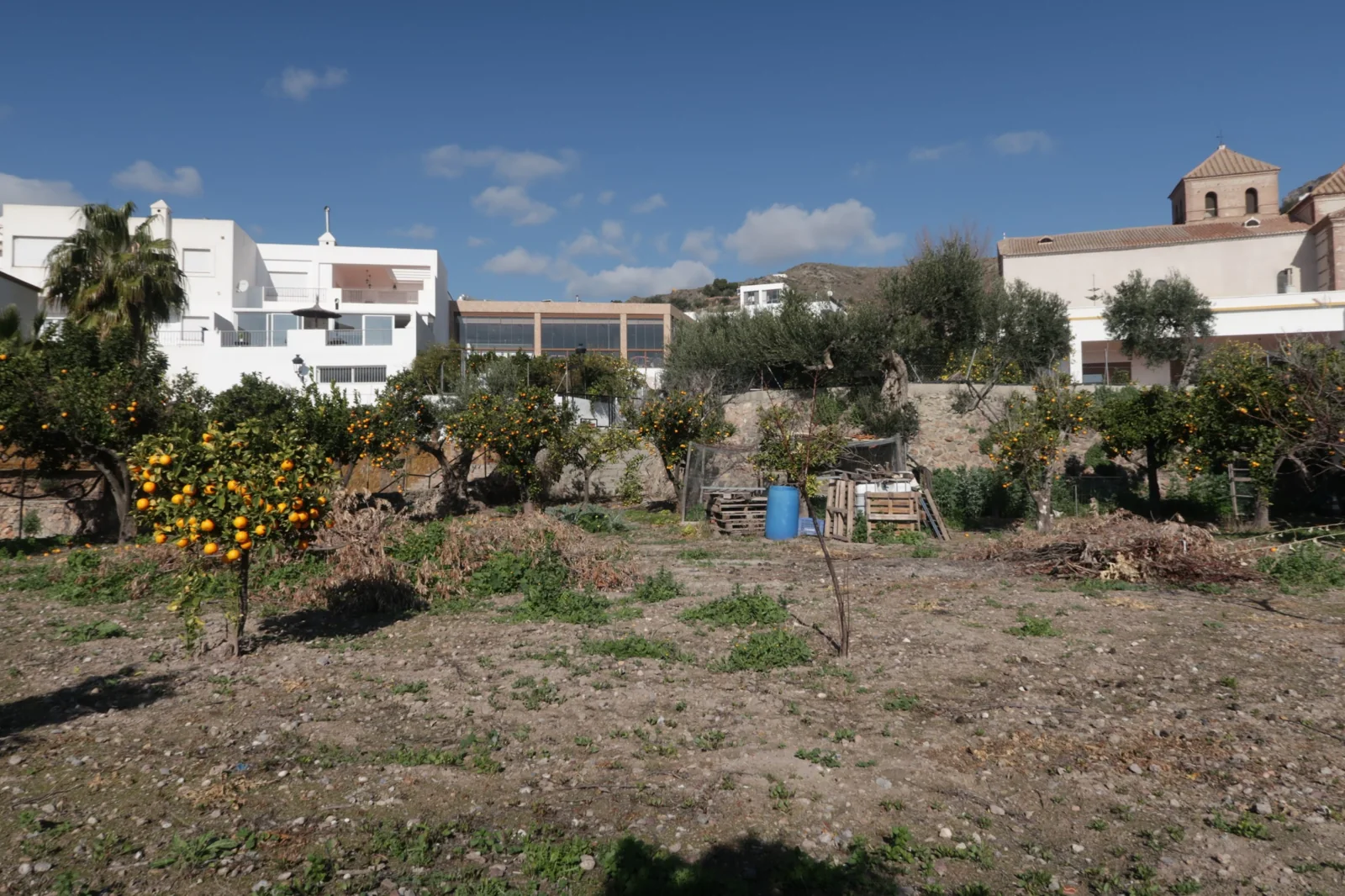 Huerto de frutales con viviendas blancas y la iglesia de Felix al fondo